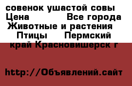 совенок ушастой совы › Цена ­ 5 000 - Все города Животные и растения » Птицы   . Пермский край,Красновишерск г.